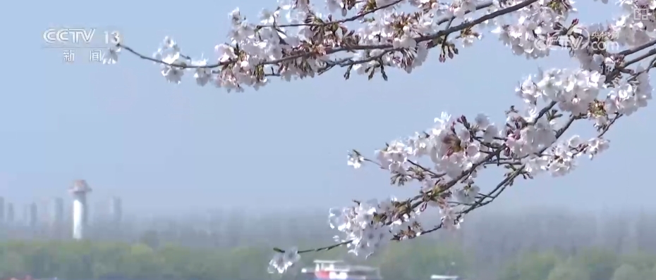 春賞花、夏榨油、秋收糧 “賞花+”扮“靚”經(jīng)濟(jì)新增長(zhǎng)點(diǎn)