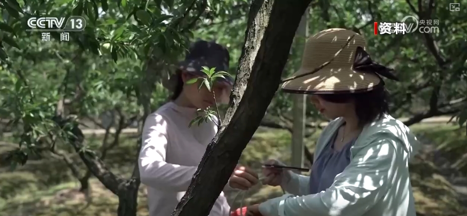 春賞花、夏榨油、秋收糧 “賞花+”扮“靚”經(jīng)濟(jì)新增長(zhǎng)點(diǎn)