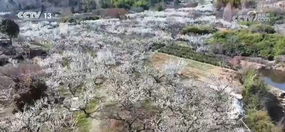 春賞花、夏榨油、秋收糧 “賞花+”扮“靚”經(jīng)濟(jì)新增長(zhǎng)點(diǎn)