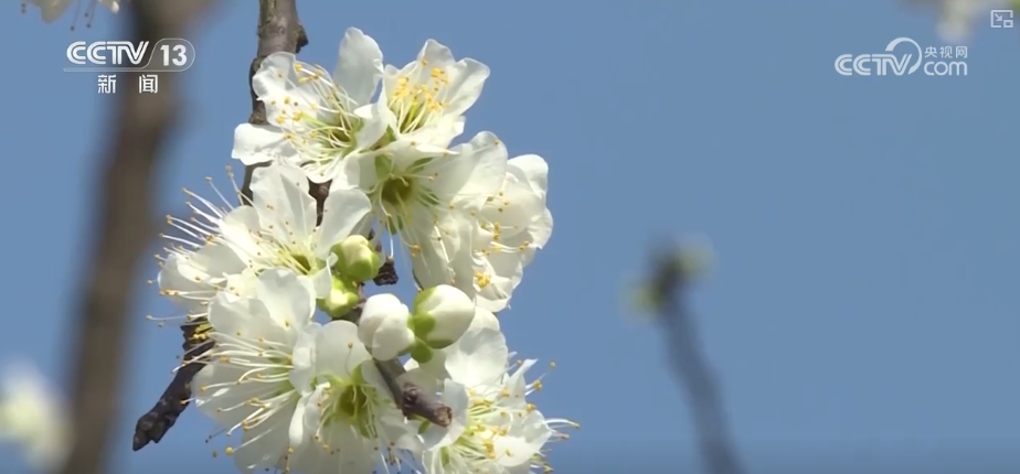 春賞花、夏榨油、秋收糧 “賞花+”扮“靚”經(jīng)濟(jì)新增長(zhǎng)點(diǎn)