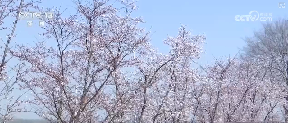 春賞花、夏榨油、秋收糧 “賞花+”扮“靚”經(jīng)濟(jì)新增長(zhǎng)點(diǎn)