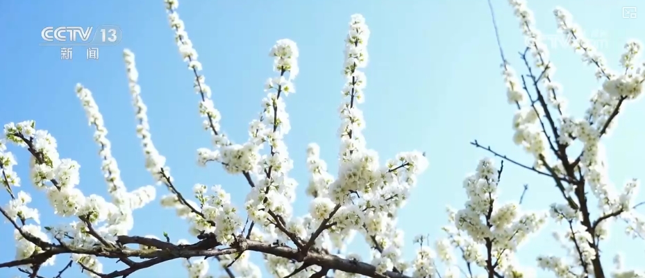 春賞花、夏榨油、秋收糧 “賞花+”扮“靚”經(jīng)濟(jì)新增長(zhǎng)點(diǎn)
