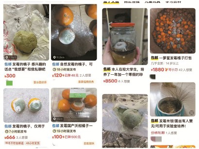 發(fā)霉橘子也能“賣出高價”，憑啥？