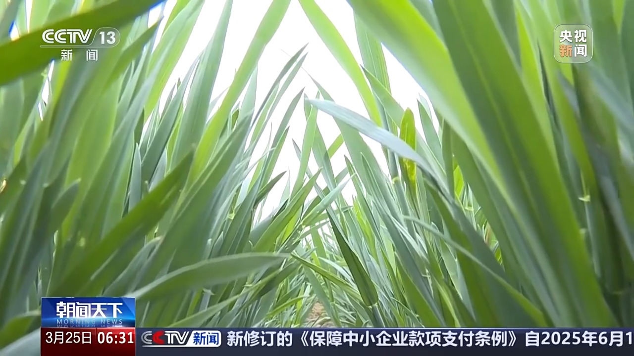 多地氣溫驟降超20℃ 這是“倒春寒”嗎？專家分析