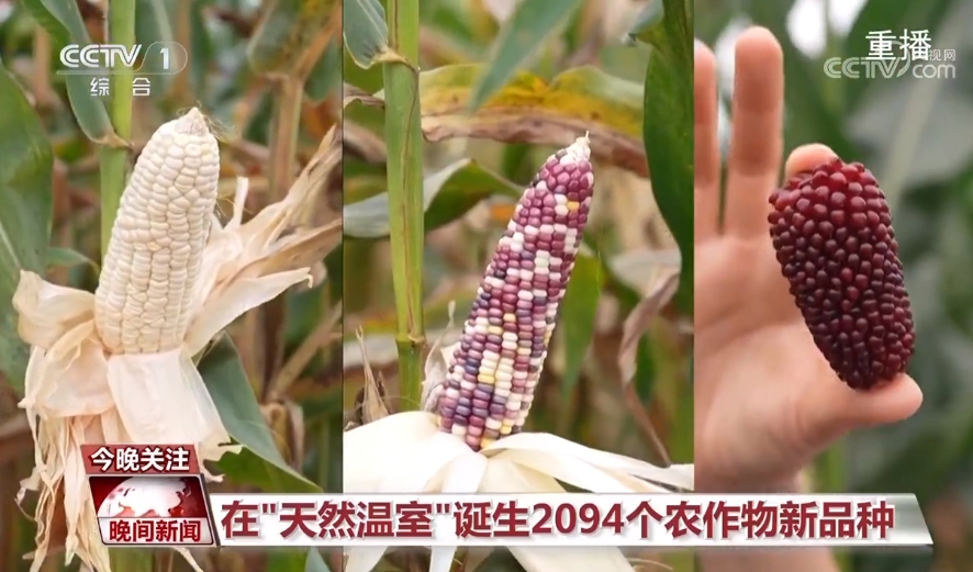 黑紫色玉米、棕色秋葵……你見過的、沒見過的瓜果蔬菜這都有！