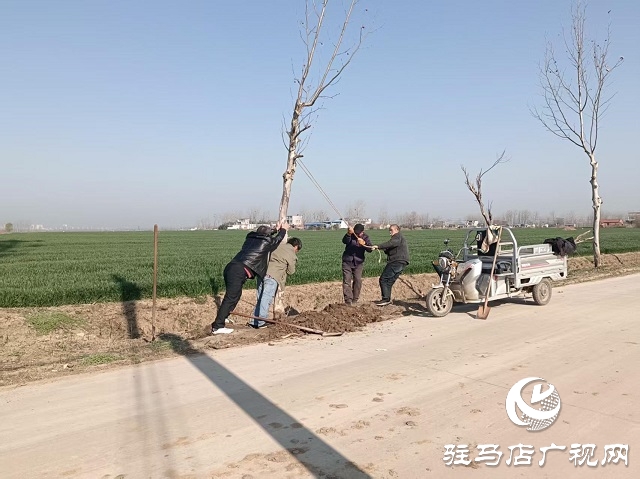  新蔡縣頓崗鄉(xiāng)：強化樹木管護 鞏固綠化成果
