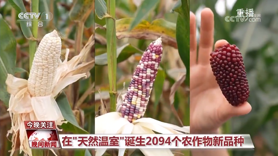 黑紫色玉米、棕色秋葵……你見過的、沒見過的瓜果蔬菜這都有！