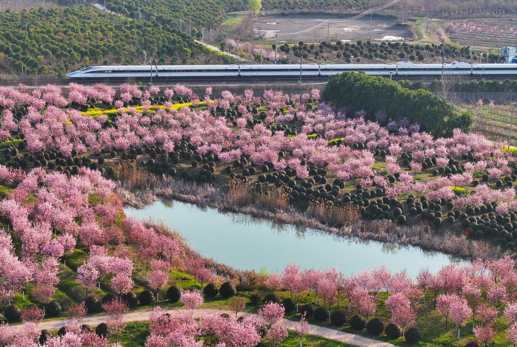 從“劇效應(yīng)”到“花經(jīng)濟(jì)” 春日文旅消費(fèi)市場活力滿滿