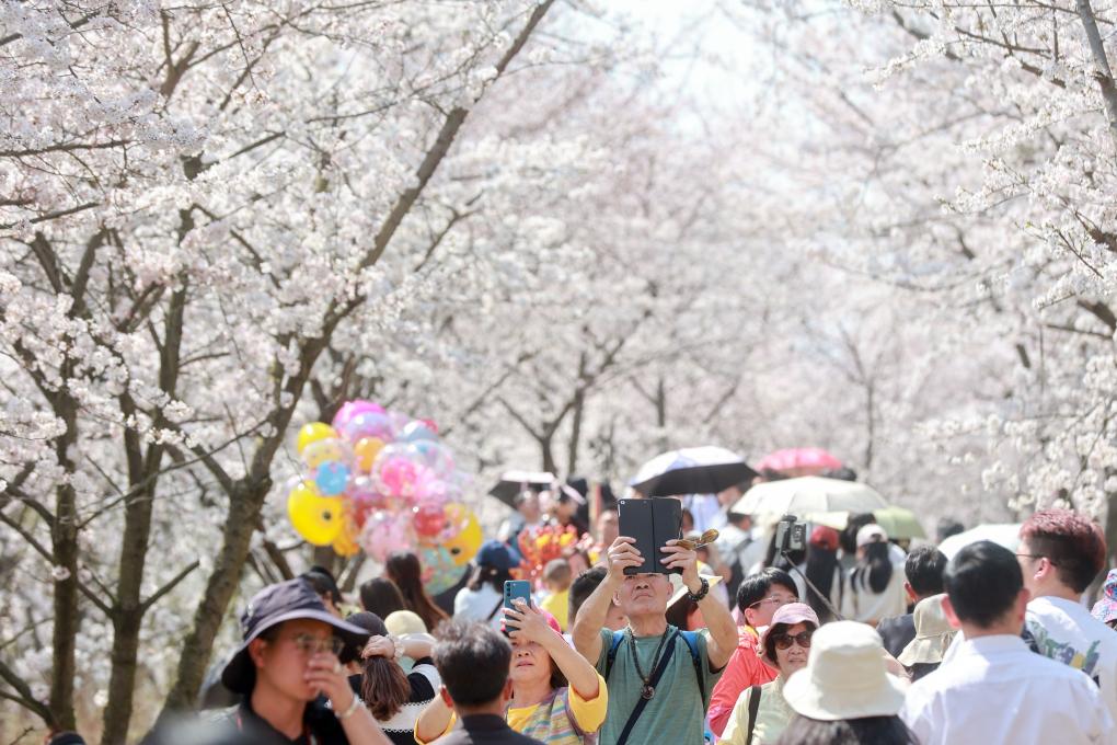 從“劇效應(yīng)”到“花經(jīng)濟(jì)” 春日文旅消費(fèi)市場活力滿滿