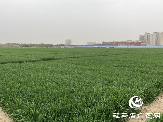 寒潮來襲小麥如何保暖？駐馬店農(nóng)科專家支招科學(xué)應(yīng)對