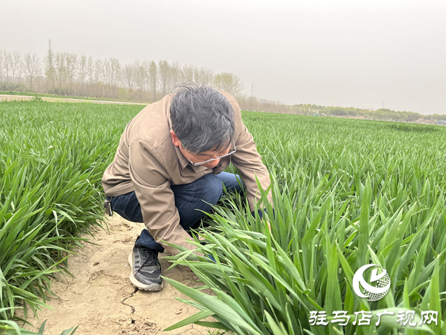 寒潮來襲小麥如何保暖？駐馬店農(nóng)科專家支招科學(xué)應(yīng)對