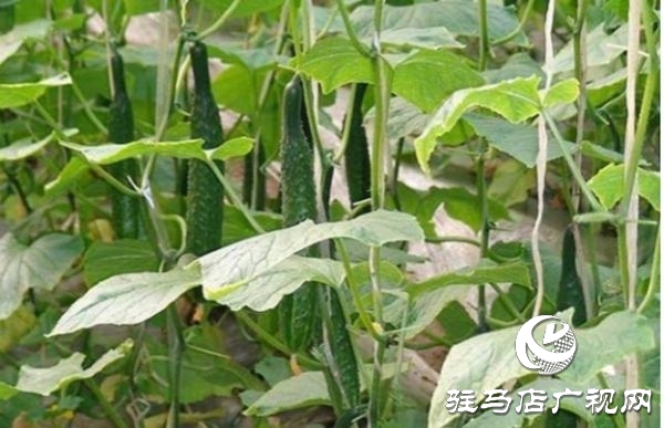 遂平縣沈寨鎮(zhèn)沈莊村：黨建引領(lǐng)繪就鄉(xiāng)村振興新圖景