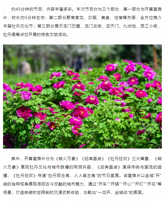 今晚8點(diǎn)，第42屆中國洛陽牡丹文化節(jié)線上開幕直播特別節(jié)目上演