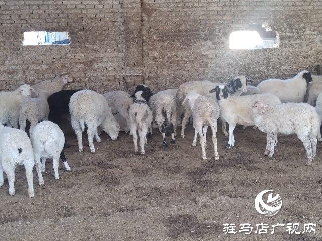 駐馬店市動(dòng)物防疫檢疫中心發(fā)布4月份動(dòng)物預(yù)警預(yù)報(bào)