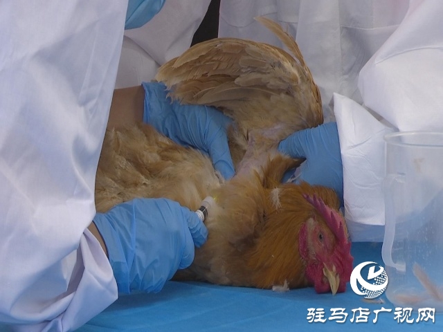 駐馬店市動(dòng)物防疫檢疫中心發(fā)布4月份動(dòng)物預(yù)警預(yù)報(bào)
