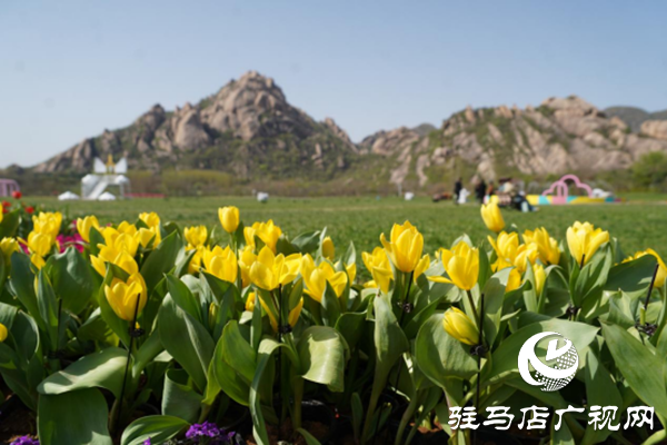 駐馬店各縣區(qū)網(wǎng)絡(luò)名人齊聚遂平 共尋天中最美春天