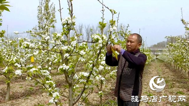 正陽縣：果樹管理正當(dāng)時(shí)?繪就鄉(xiāng)村好“豐”景