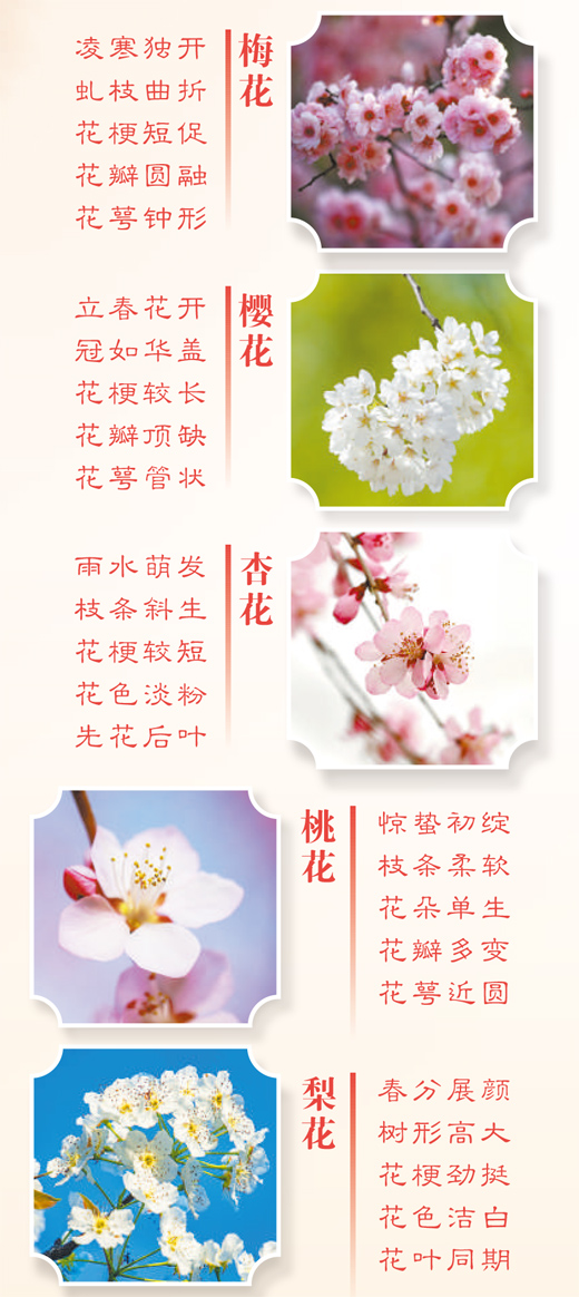 春天里的這些花，如何分辨？