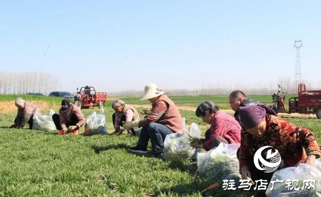 新蔡縣：野菜經(jīng)濟(jì)蒸出新“錢(qián)”景 傳統(tǒng)蒸菜香飄全國(guó)餐桌