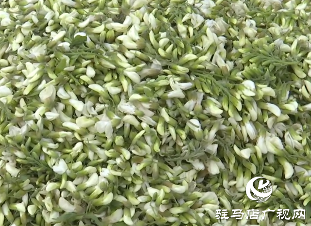 春天的味道！槐花