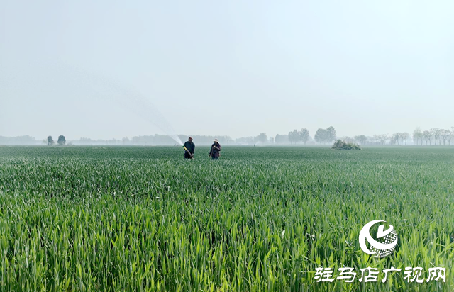 驛城區(qū)沙河店鎮(zhèn)：干群聯(lián)動保春管 科學(xué)澆水護(hù)糧安全