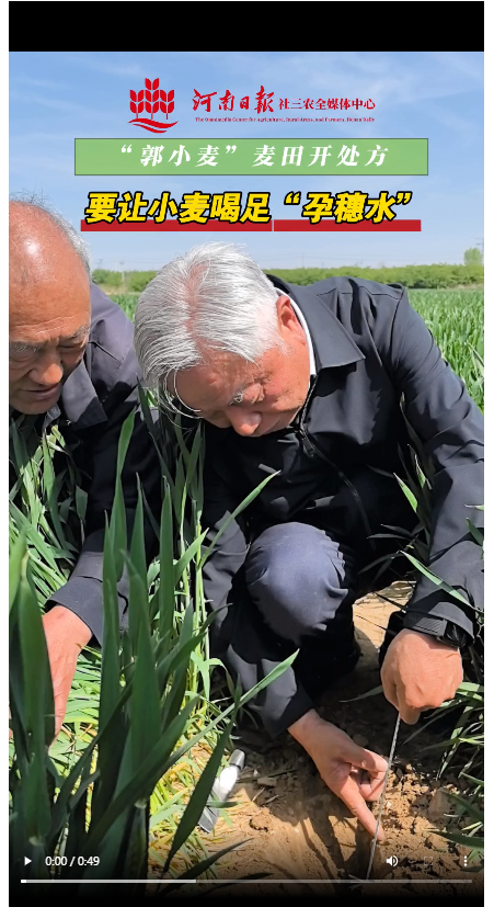“郭小麥”麥田開(kāi)處方：讓小麥喝足“孕穗水”