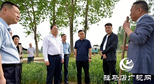 平輿縣委副書記、縣長李磊調(diào)研抗旱及“一噴三防”、病蟲害防治工作   