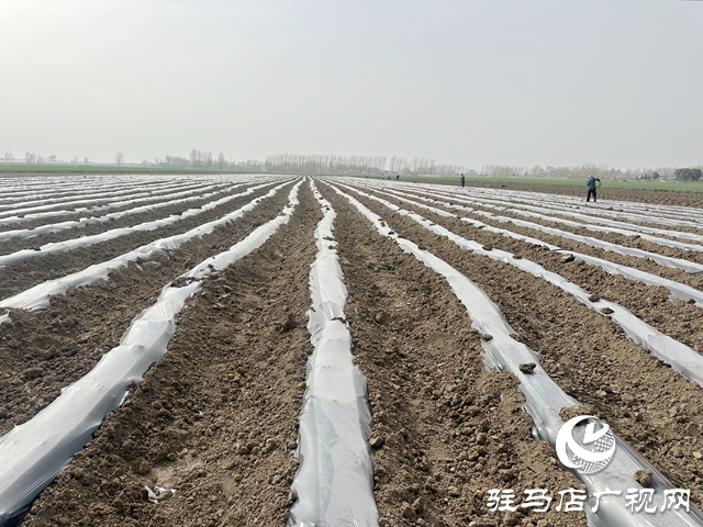 泌陽(yáng)縣高質(zhì)量完成4.05萬(wàn)畝煙葉大田移栽