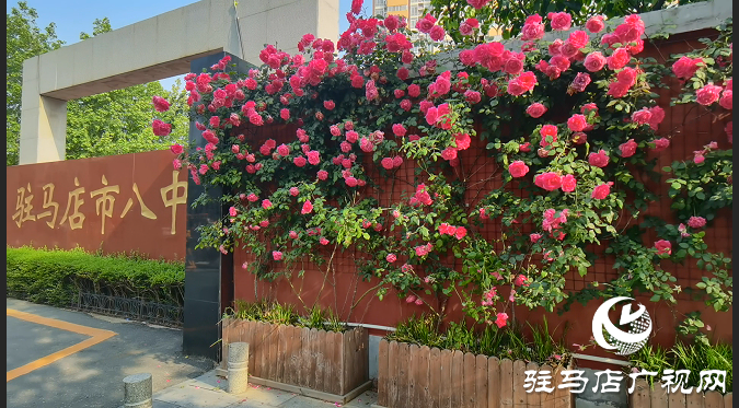 八中的薔薇又開(kāi)了。當(dāng)年看花的人，還在嗎？
