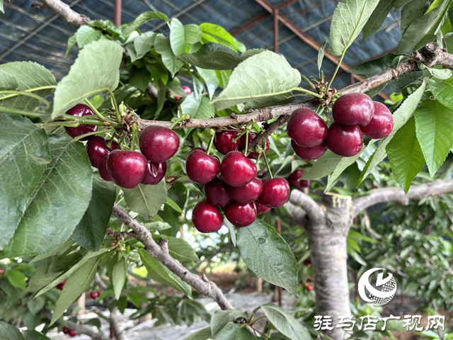 驛城區(qū)蟻蜂鎮(zhèn)：顆顆車(chē)?yán)遄庸泔h滿園