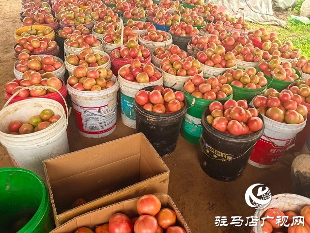 新蔡縣頓崗鄉(xiāng)：人大代表心系群眾，沙瓤番茄鋪就致富路
