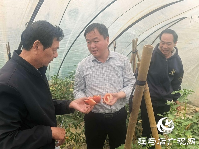 新蔡縣頓崗鄉(xiāng)：人大代表心系群眾，沙瓤番茄鋪就致富路