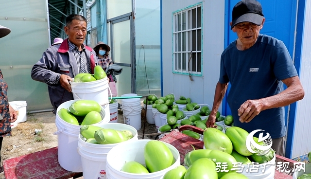 正陽(yáng)縣熊寨鎮(zhèn)王樓村：大棚蔬菜多點(diǎn)開花 鄉(xiāng)村振興勢(shì)能強(qiáng)勁