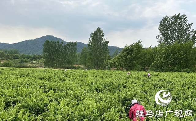 泌陽縣：金銀花開富鄉(xiāng)鄰 盤古山下產業(yè)興