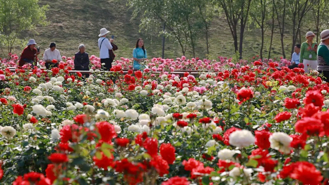 確山縣：盤龍山公園月季花盛放 游客爭(zhēng)相打卡賞花