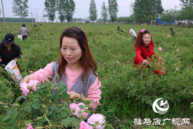 正陽縣第二屆玫瑰采摘節(jié)暨“四季村晚”夏季省級(jí)示范點(diǎn)展演活動(dòng)舉行