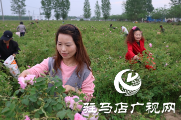 正陽：玫瑰采摘正當時 千畝花海引客來